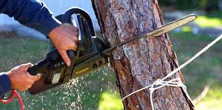 Best Tree Maintenance Programs  in Granite Shoals, TX